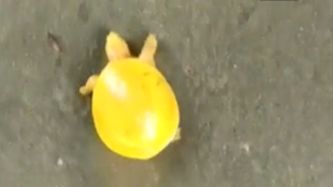 Impressionante tartaruga amarela é encontrada na Índia