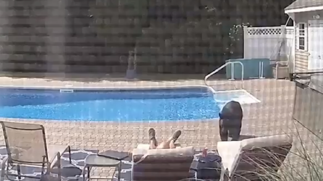 Urso-negro invade residência nos Estados Unidos e dá susto em proprietário