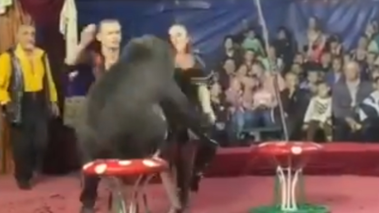 Urso de quase 2 metros ataca domadora em circo na Rússia; assista