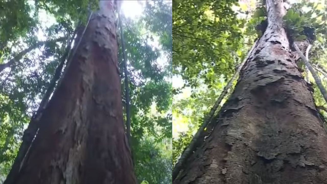 Árvore mais alta da Amazônia tem a sobrevivência ameaçada