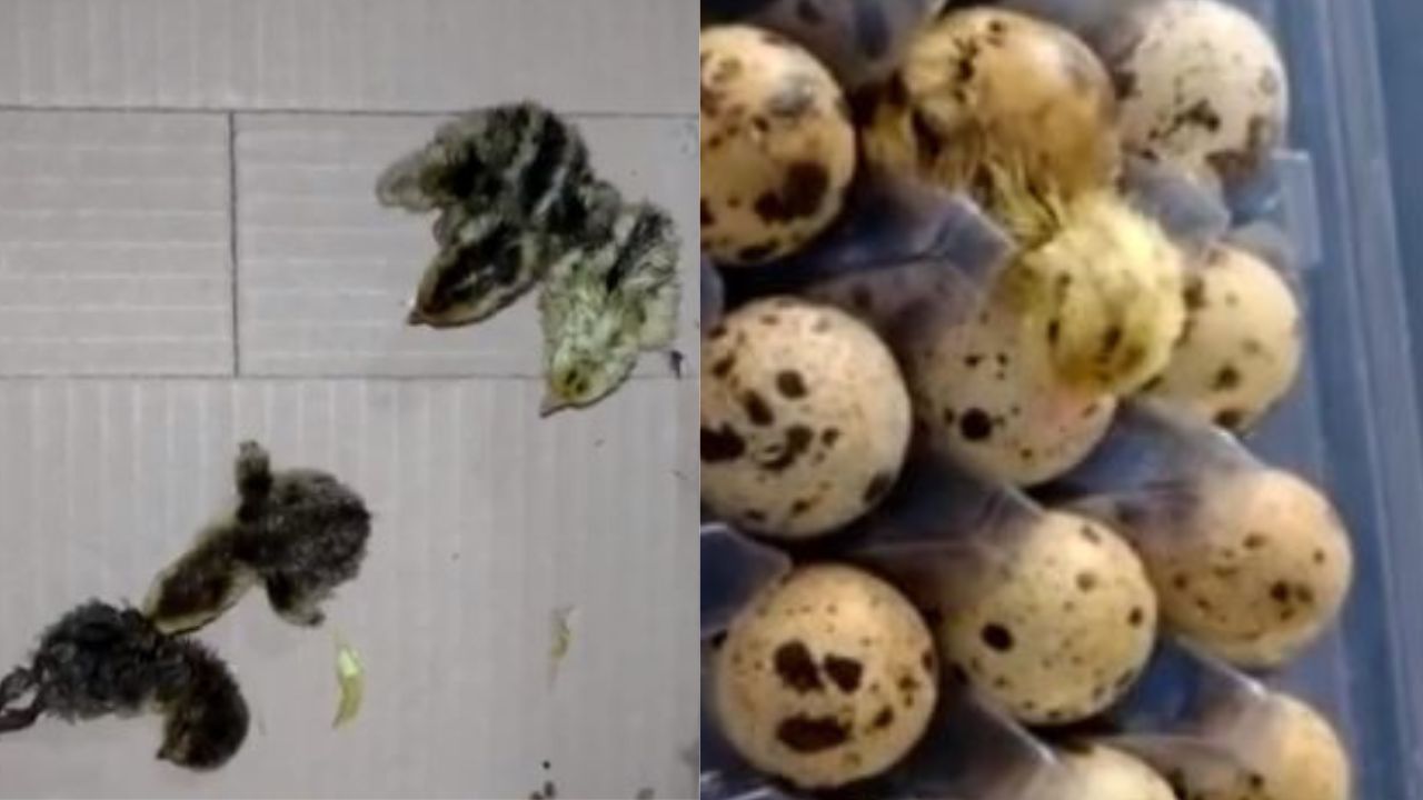 Vídeo: Codornas nascem de ovos em mercado