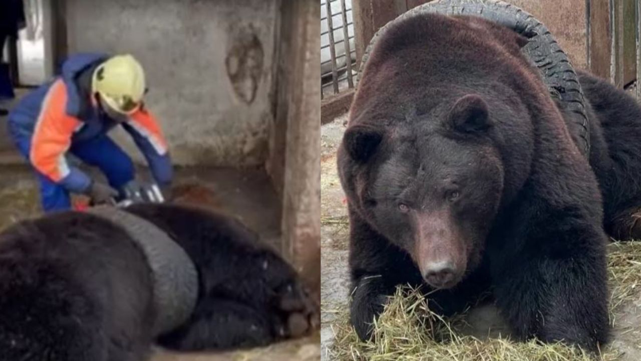 Urso é resgatado depois de ficar preso em pneu