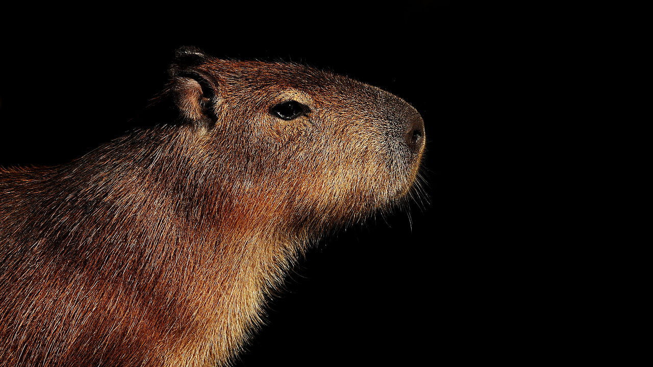 Capivaras em condomínio de luxo levantam debate ambiental na Argentina