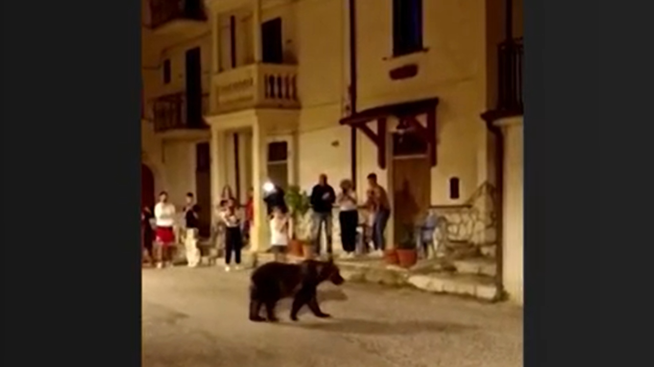 Assassinato de ursa a tiros gera indignação na Itália