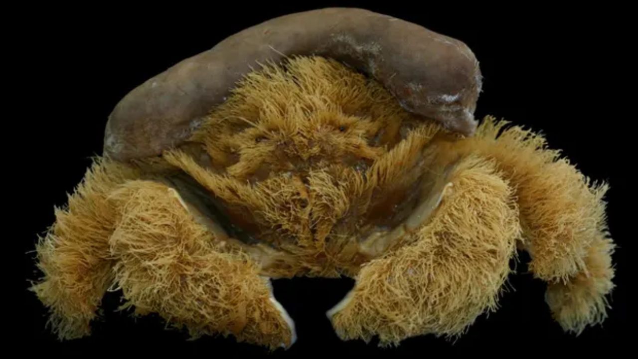 Caranguejo que carrega esponja como chapéu intriga cientistas na Austrália