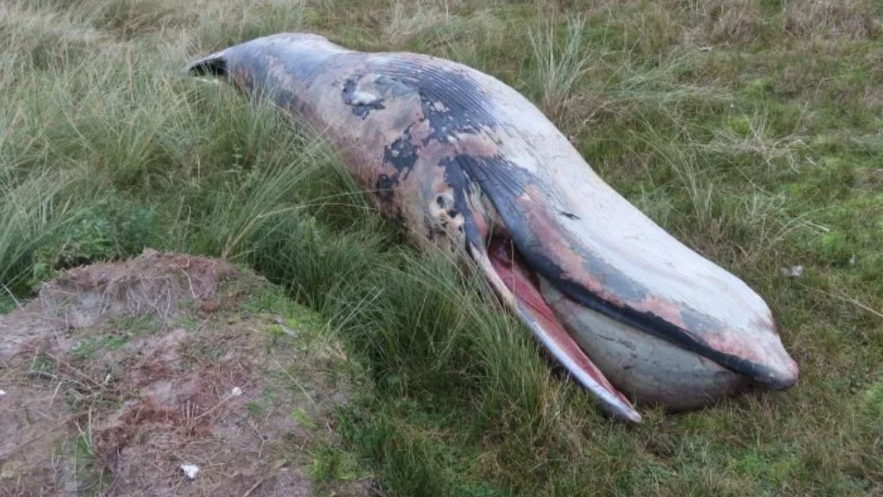 Carcaça de baleia revela 21 novas espécies de besouro na Holanda