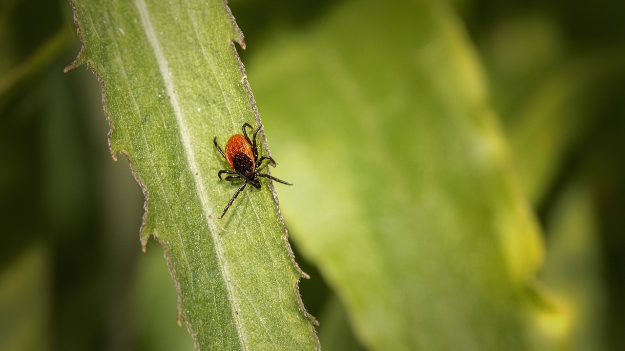 Febre maculosa: Uma doença grave que pode ser evitada