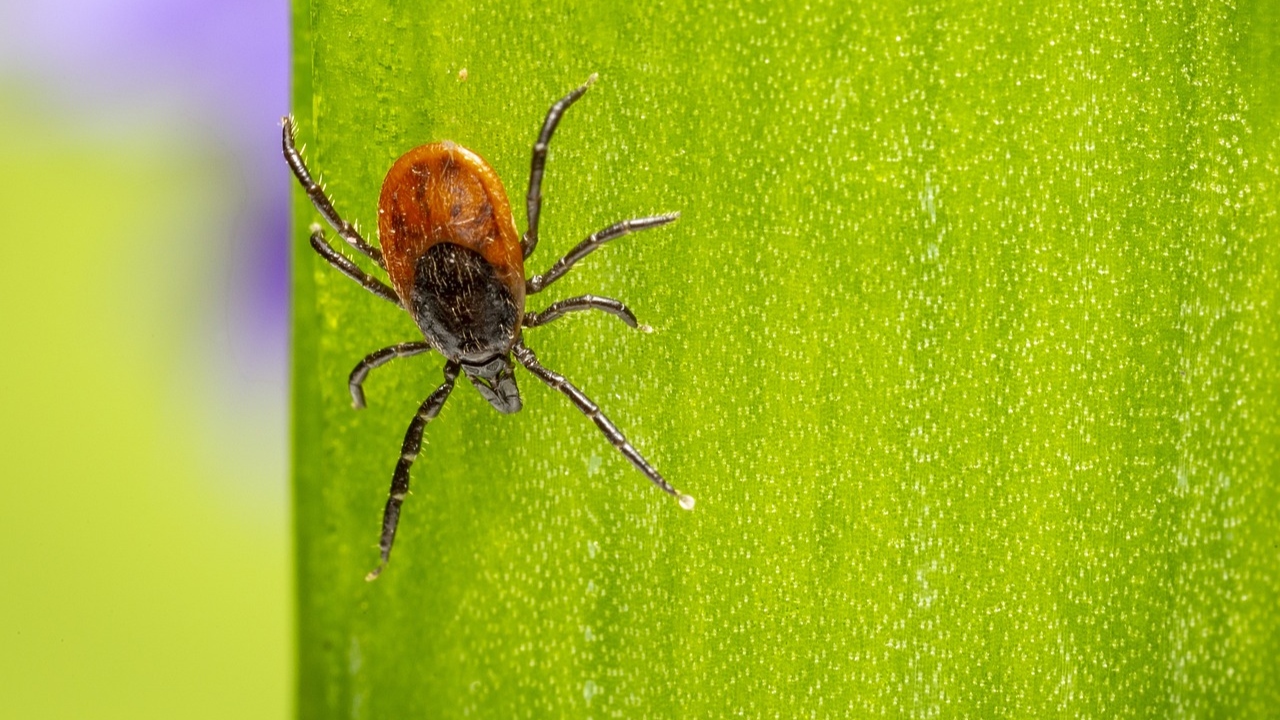 Febre maculosa e crianças: tudo o que você precisa saber