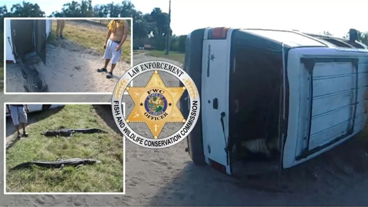 Jovens penduram cadáveres de crocodilos em traseira de carro e são presos