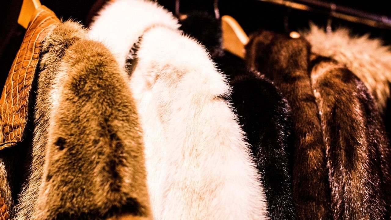 Comércio de peles de animais passa a ser proibido em Israel