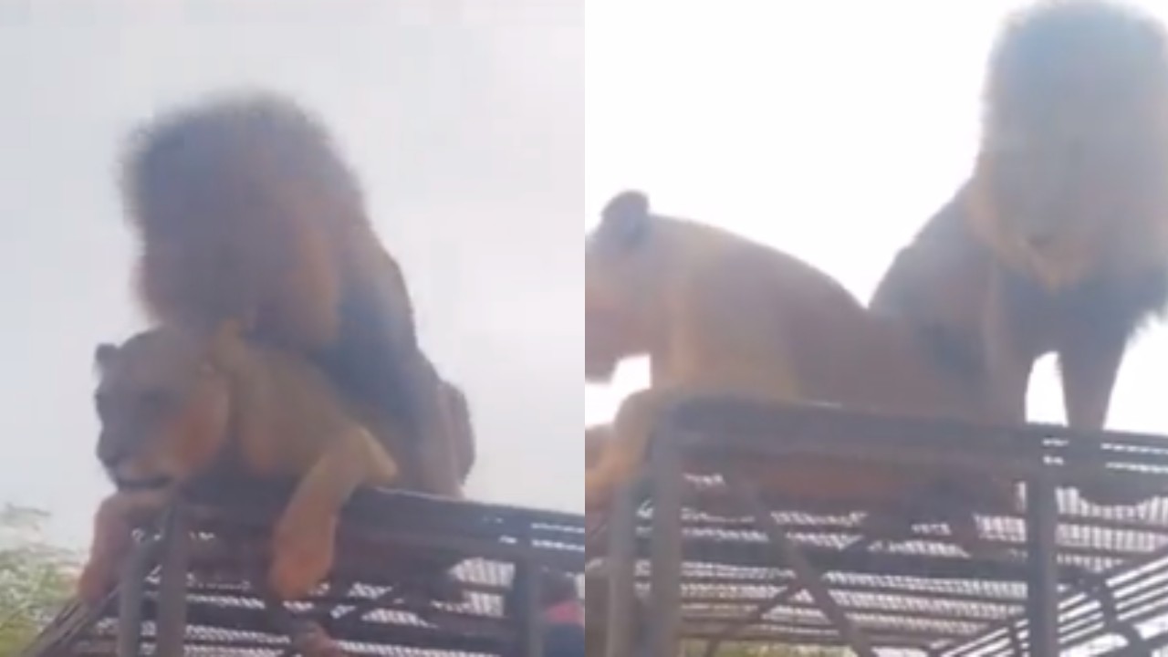 Senegal: Casal de leões ignora turistas e cruza em cima de jipe