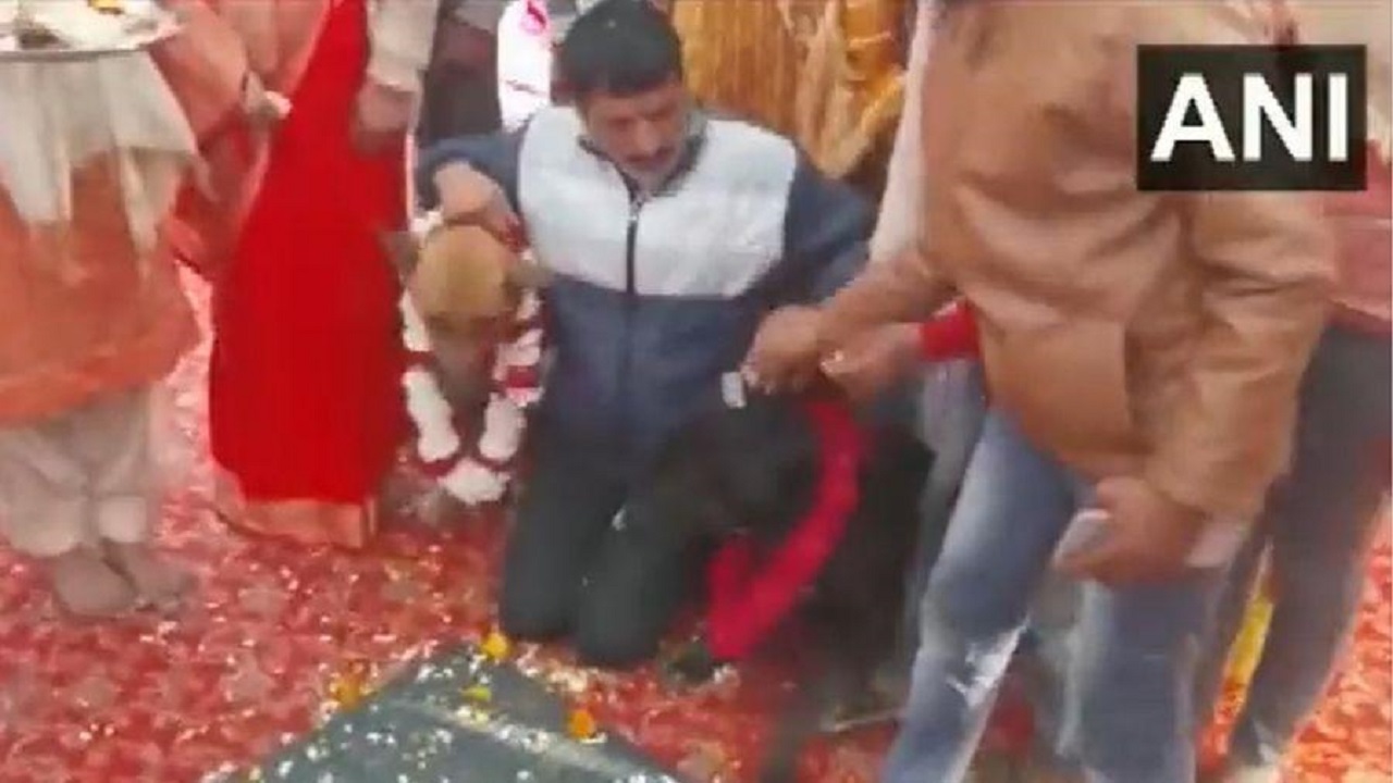 Cachorros se casam com rituais culturais na Índia