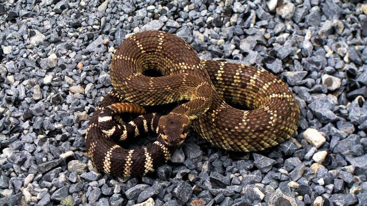 Mais de cem cobras são descobertas em casa de mulher que foi ao hospital por picada de cascavel
