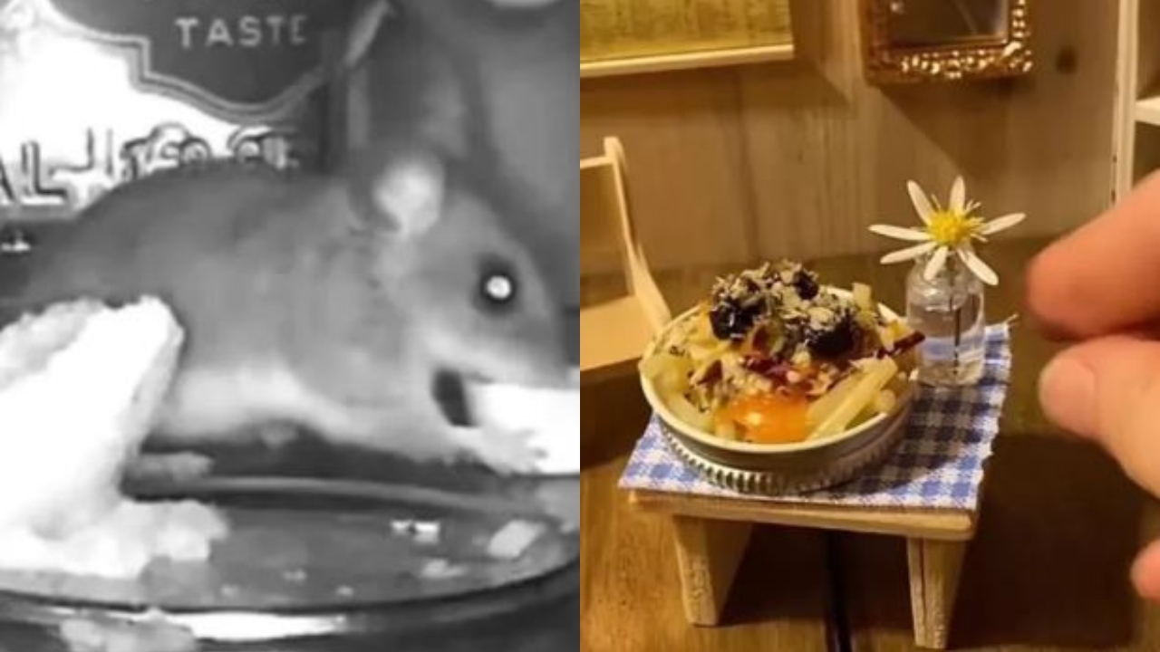 Jovem prepara ‘refeições gourmet’ para rato que vive na parede de sua casa