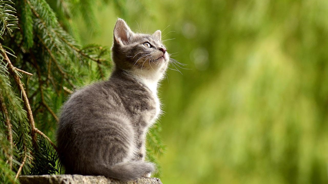 Inédito: Gato transmitiu vírus da Covid-19 para humano, aponta estudo