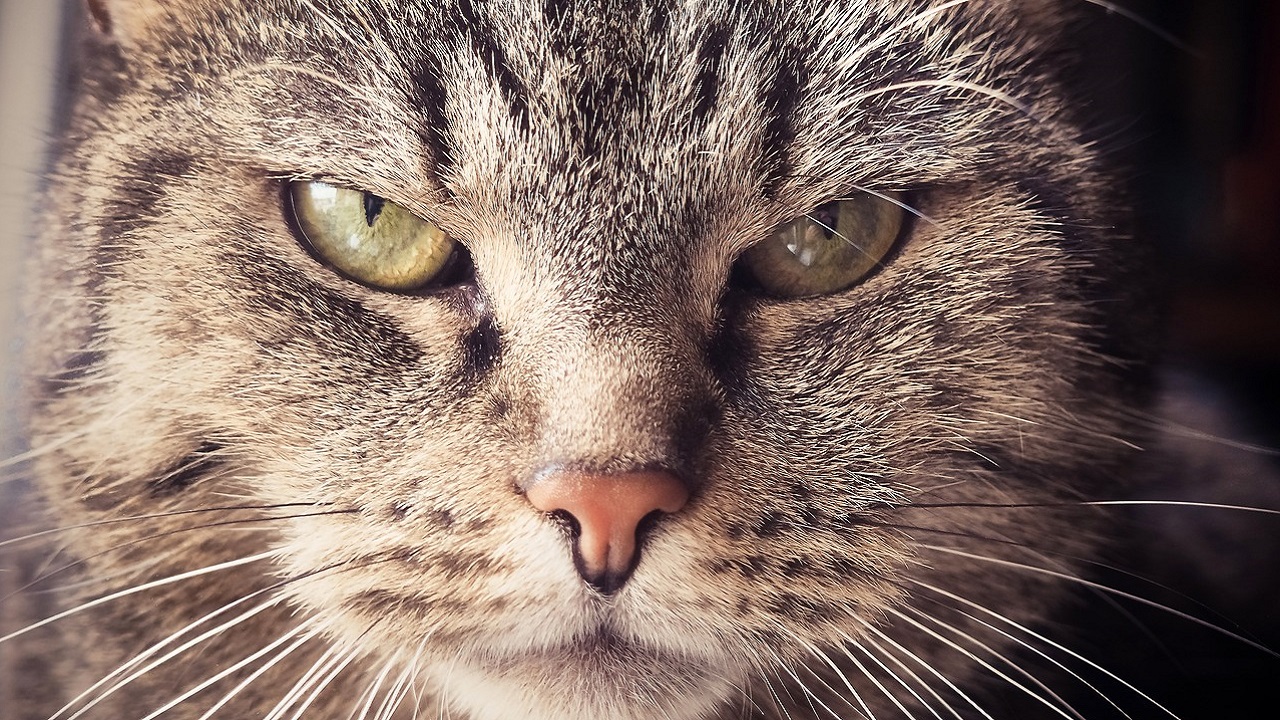 Gatos já causaram mais de 100 incêndios na Coreia do Sul