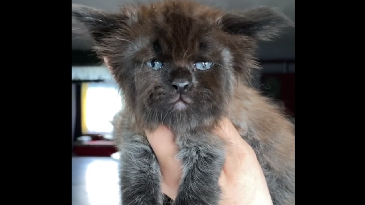 Na Rússia, cuidadora tenta desenvolver gato com feição humana
