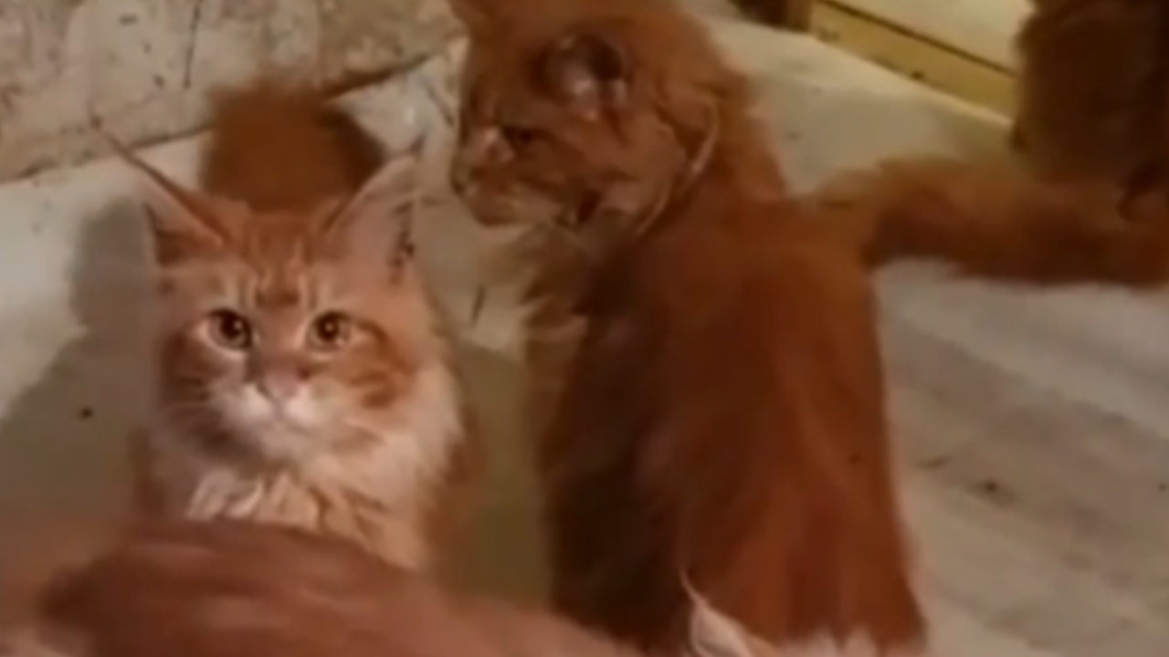 Após morrer dentro de casa, mulher russa é comida pelos 20 gatos de estimação