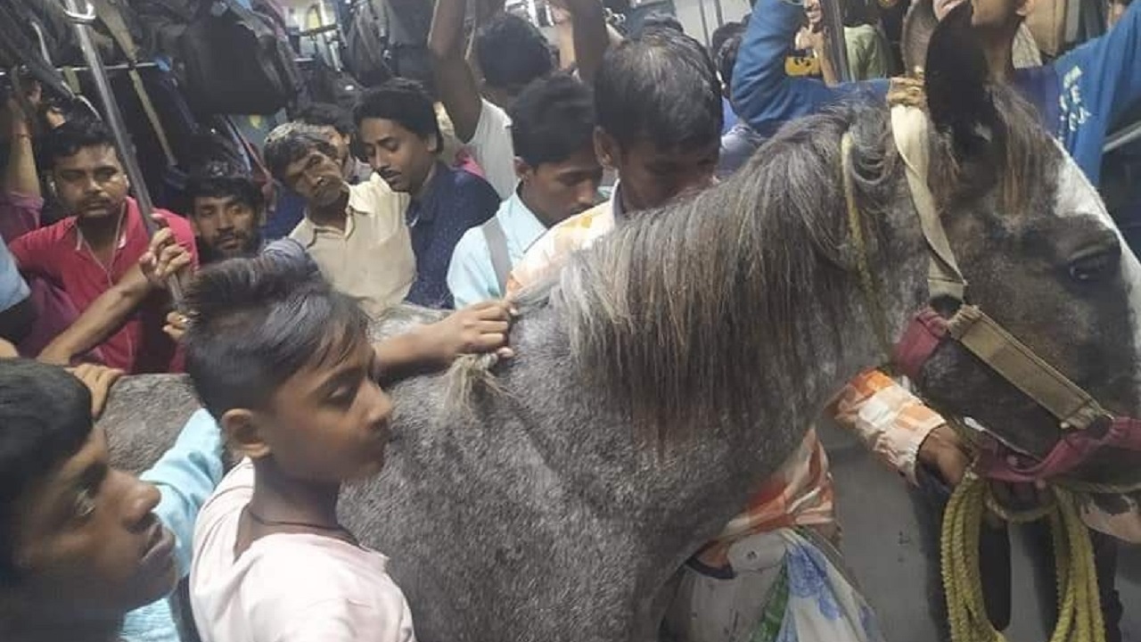Dono de cavalo é preso após viajar com o animal em trem lotado