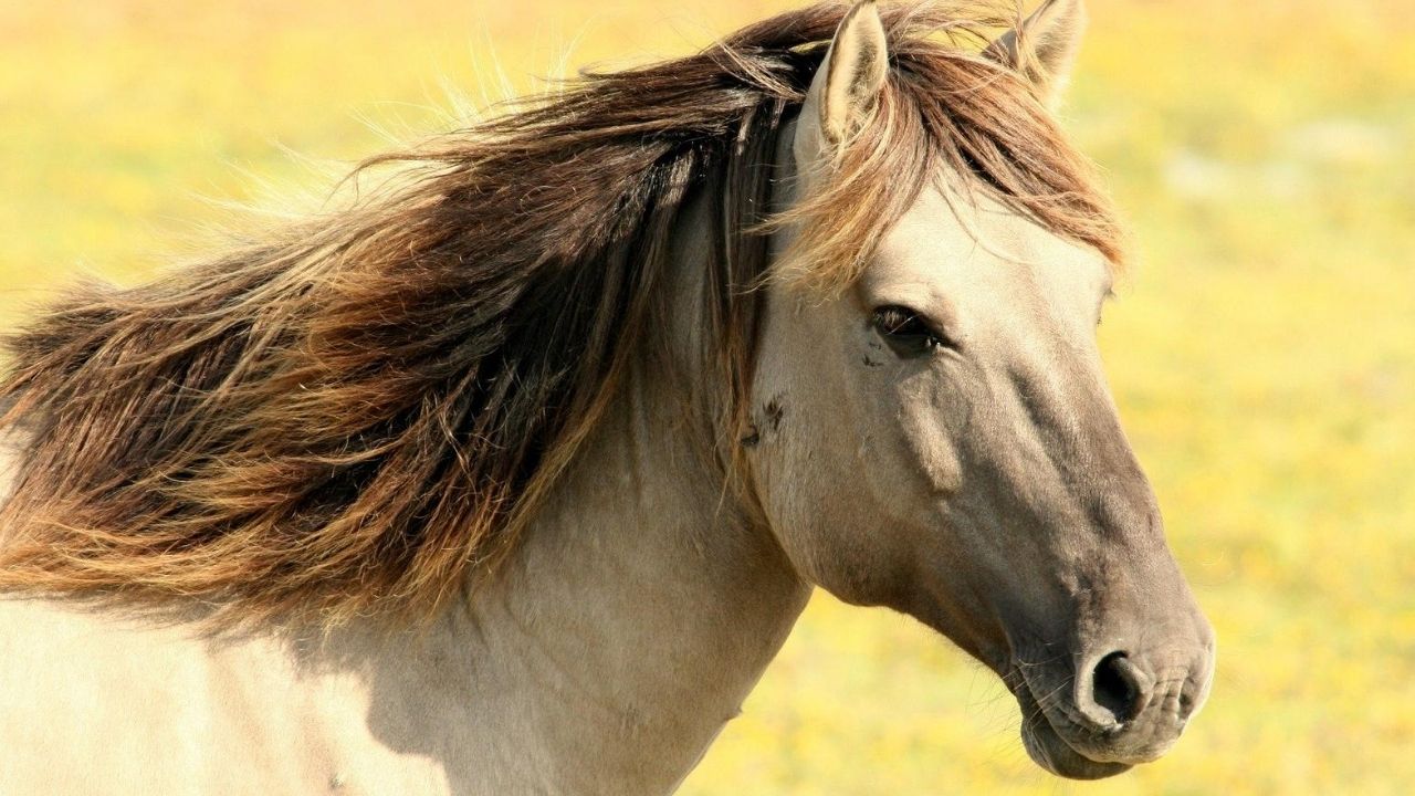 Coronavírus: Pesquisadores brasileiros descobrem eficiência em anticorpos de cavalos
