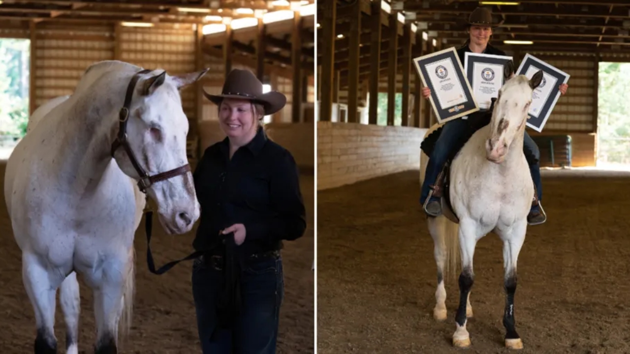 Cavalo cego entra para o Guinness Book ao quebrar 3 recordes mundiais