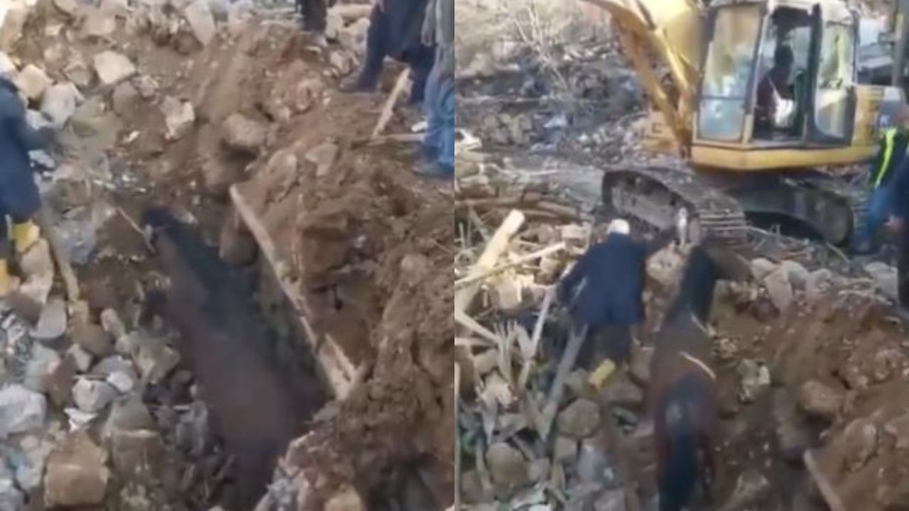 Cavalo é resgatado vivo de escombros após 21 dias do terremoto na Turquia