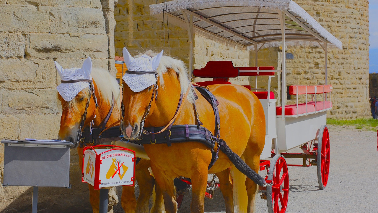 “Histórico para uma cidade moderna”: norma proíbe uso de carroças com cavalos, em Roma