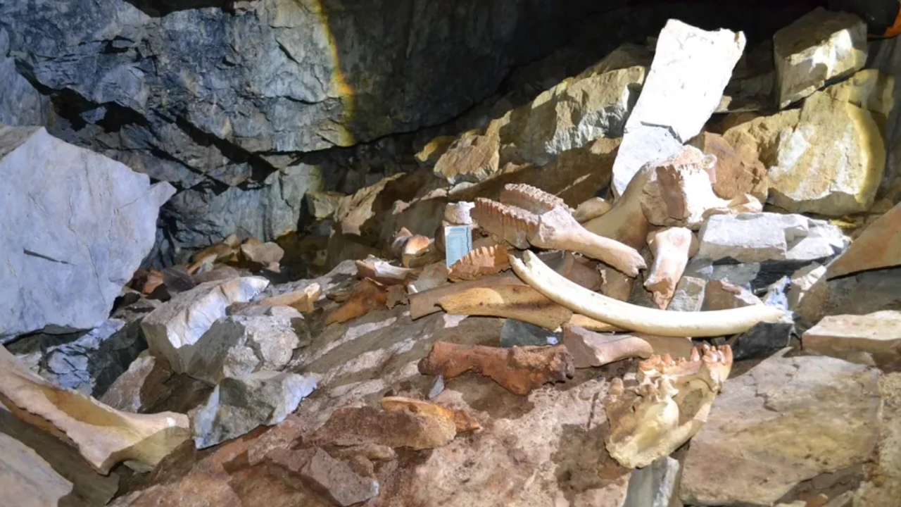 Caverna intocada há 42 mil anos revela maior covil de hienas já encontrado