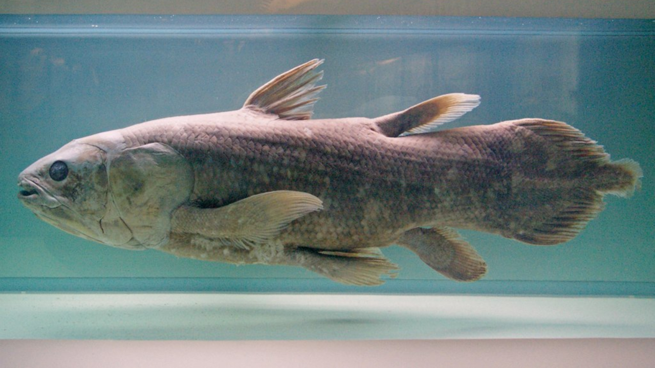 Espécie rara de peixe que se originou há 420 milhões de anos é encontrada em Madagascar