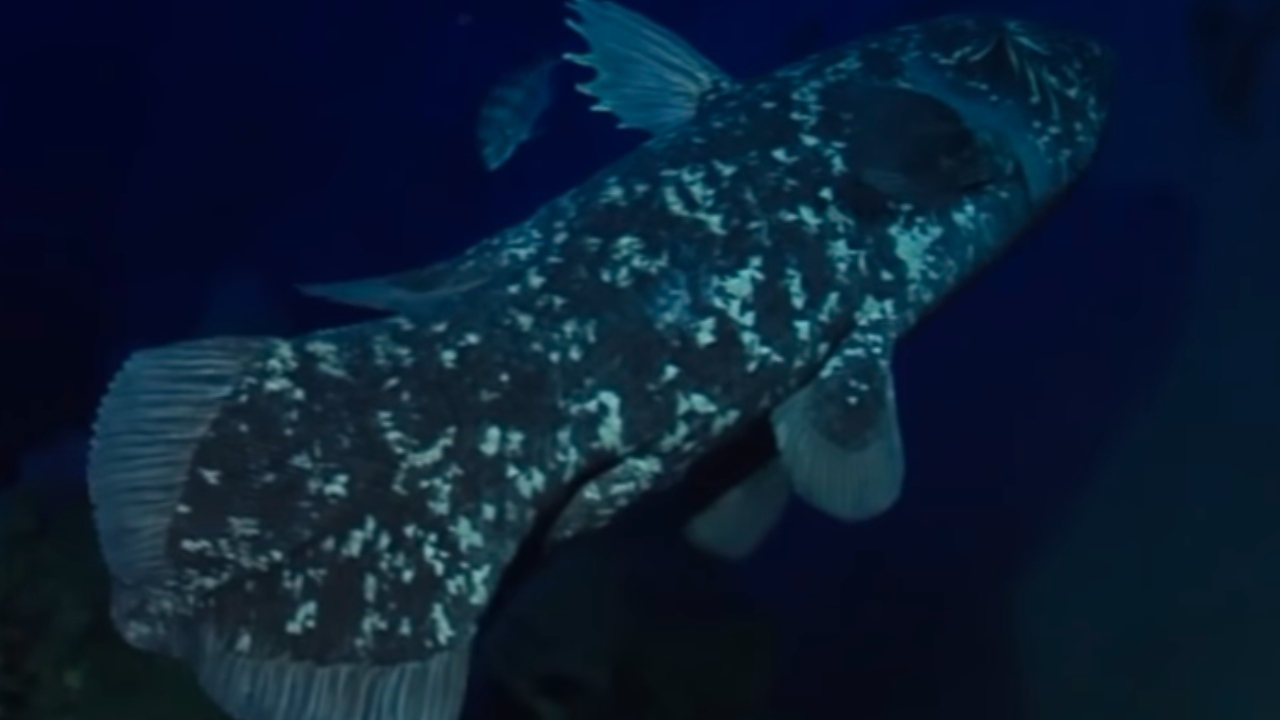 Peixe dado como extinto junto aos dinossauros instiga pesquisadores