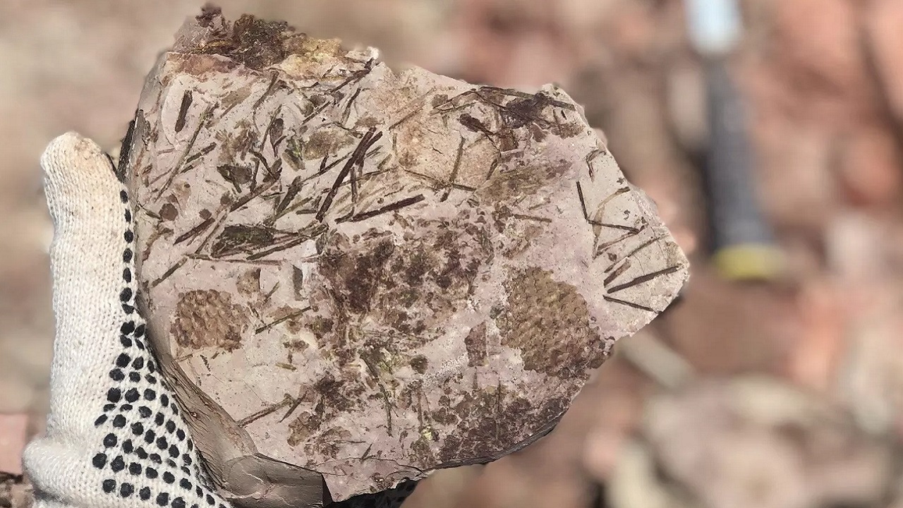 Sítio paleontológico é redescoberto no Rio Grande do Sul após 70 anos