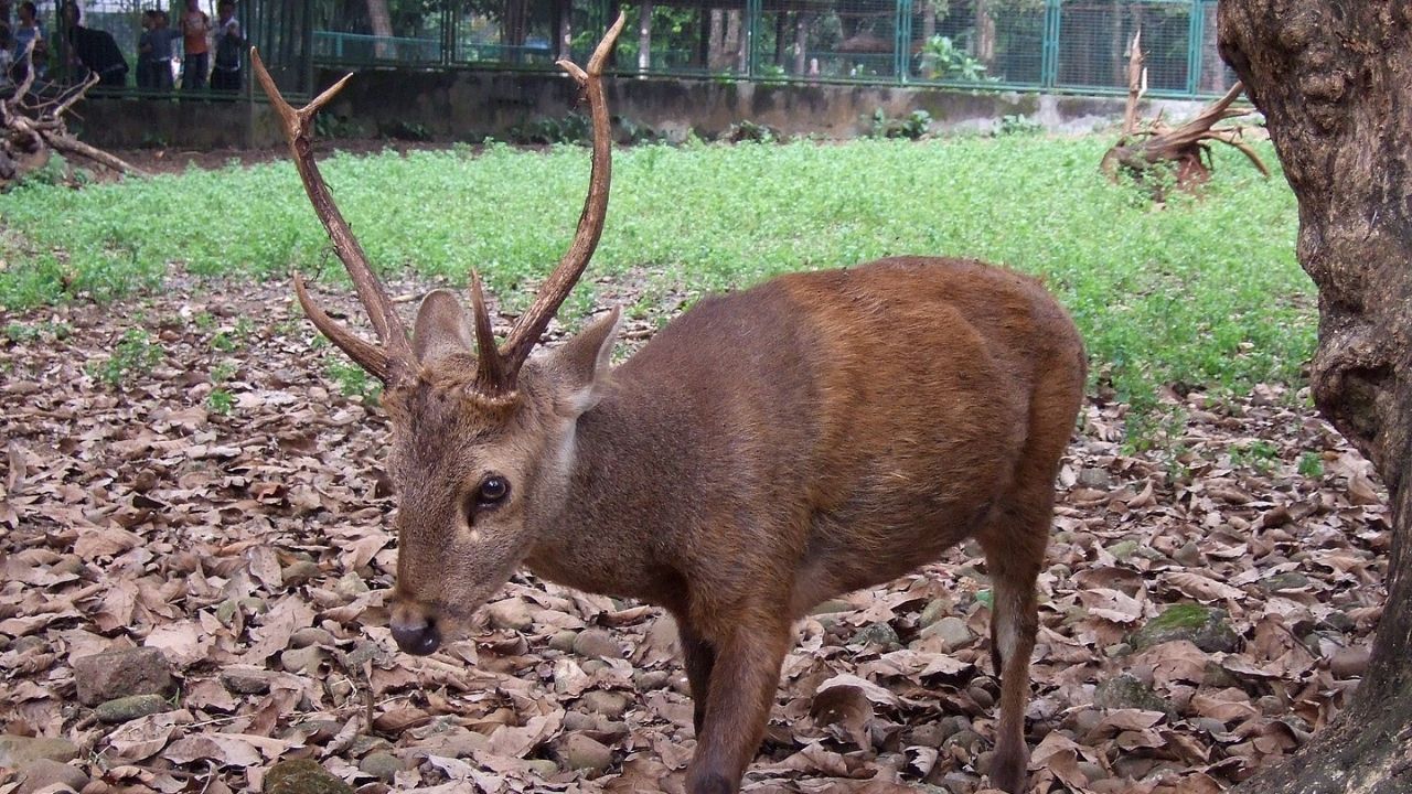 Caçador é morto por cervo que tinha ferido no dia anterior