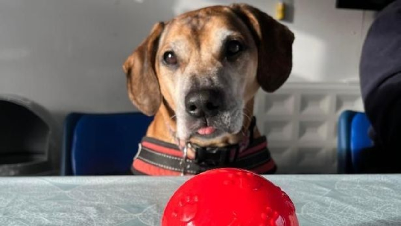 ‘Cachorro mais solitário do Reino Unido’ está há 500 dias em busca de um lar