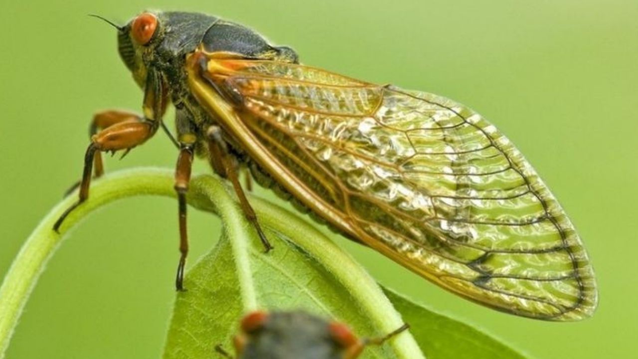 Após 17 anos, trilhões de cigarras devem emergir nos EUA, em um fenômeno biológico raro
