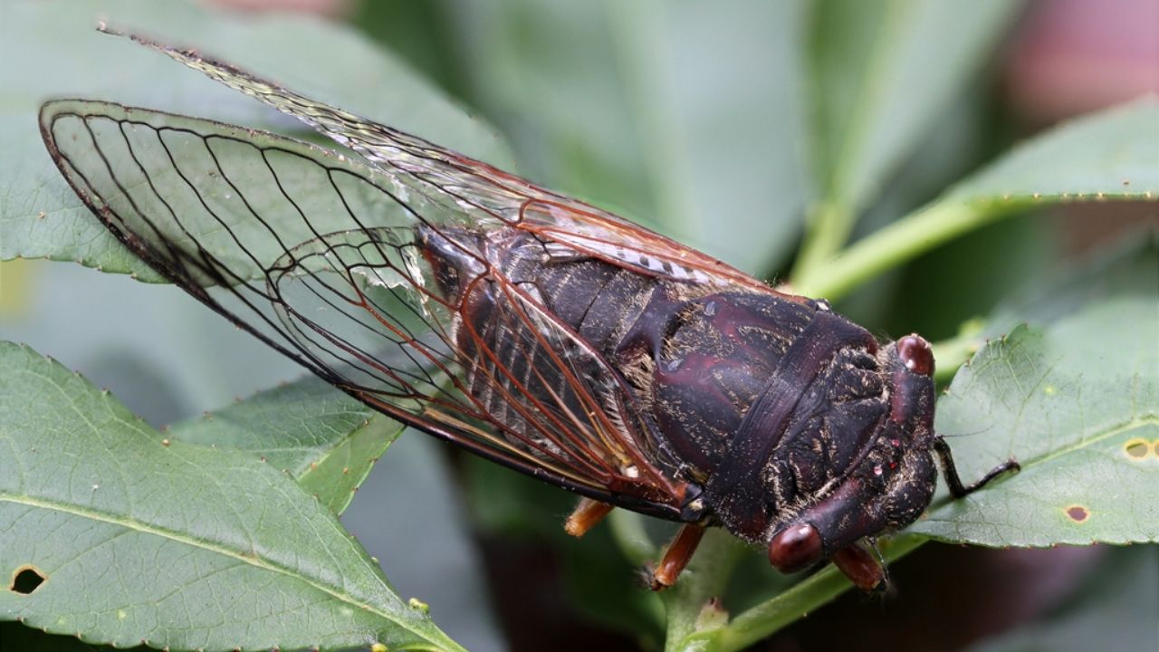 Fungo parasita transforma cigarras em “zumbis”, aponta estudo