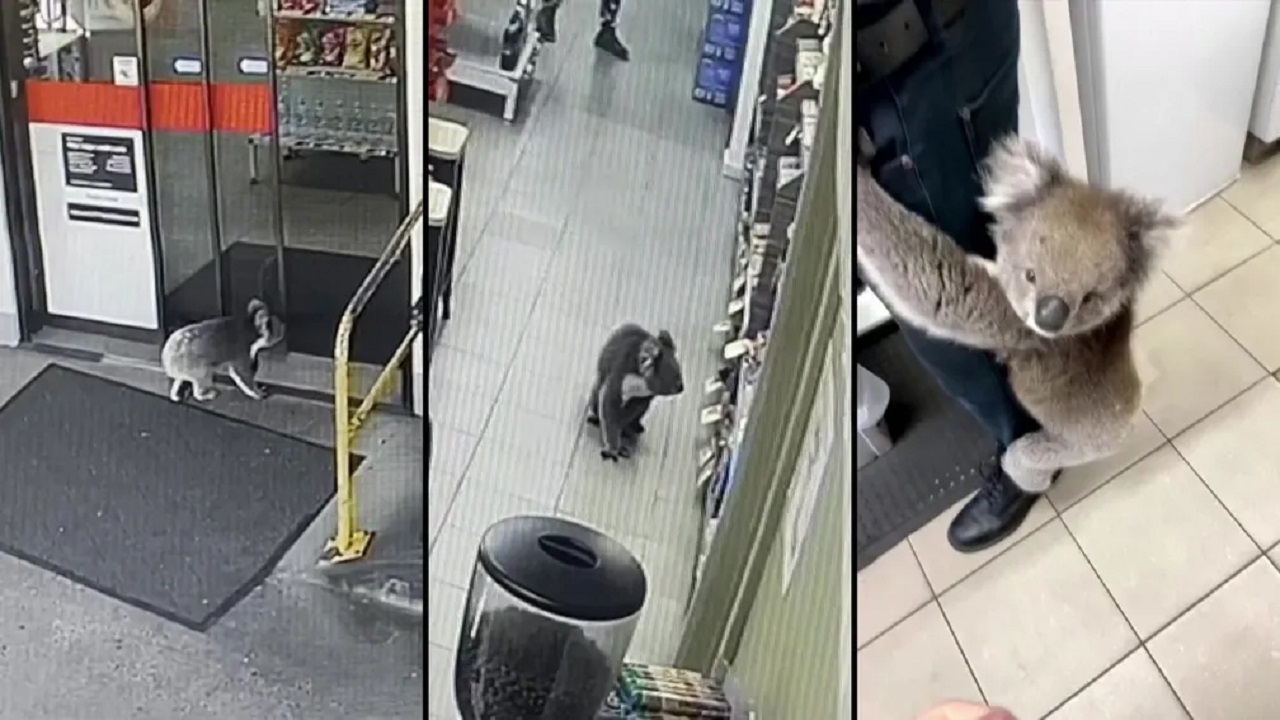 Coala invade loja, agarra funcionário e só deixa local mediante resgate