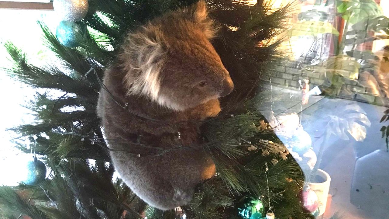 Família australiana encontra coala selvagem pendurado na árvore de Natal