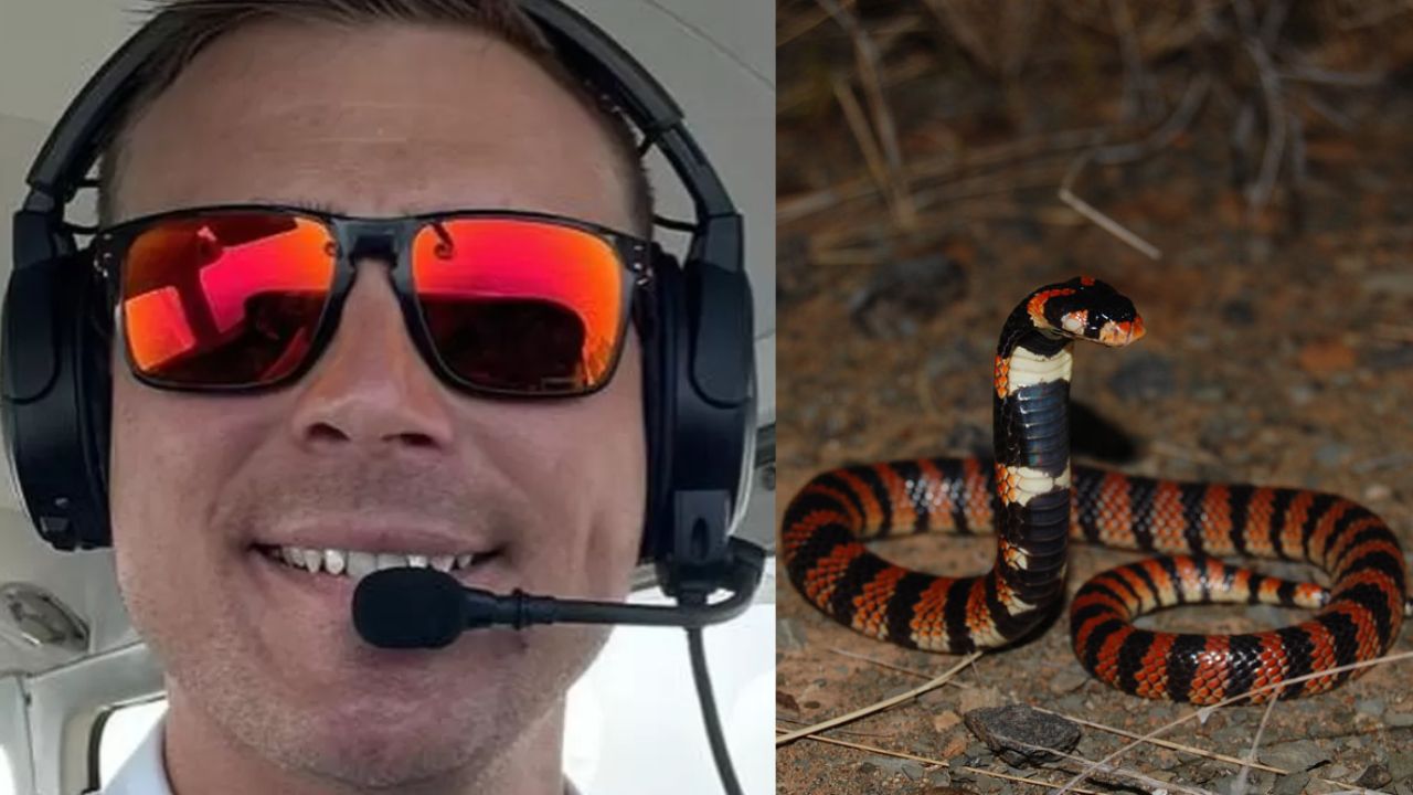 Após descobrir cobra mortífera dentro de avião, piloto faz pouso de emergência
