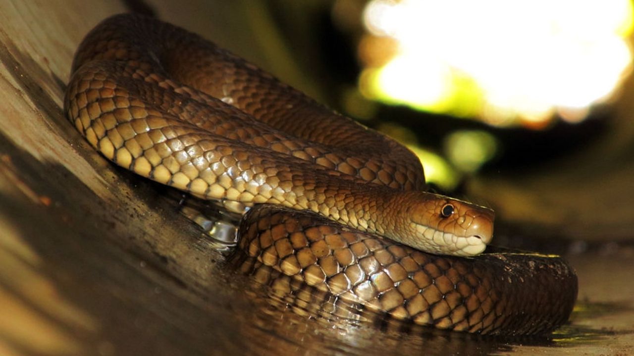 Duas cobras da segunda espécie mais venenosa do mundo foram pegas acasalando em esgoto da Austrália