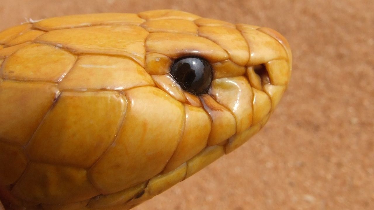 Vítima de feminicídio: homem usa cobra para assassinar a própria esposa na Índia
