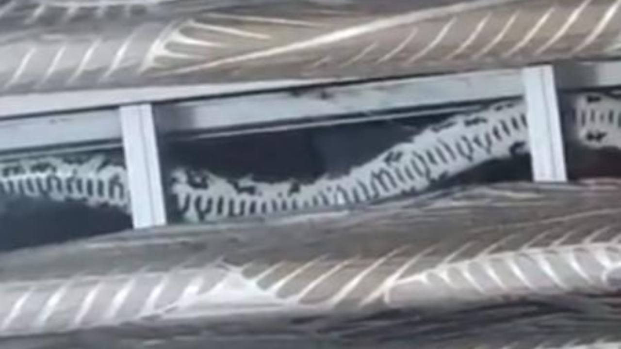 Família descobre que dividia a casa com cobra ‘píton’ há 1 ano