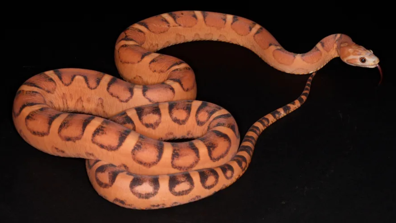 Para investigar escamas, cientistas criam cobras transgênicas pela primeira vez