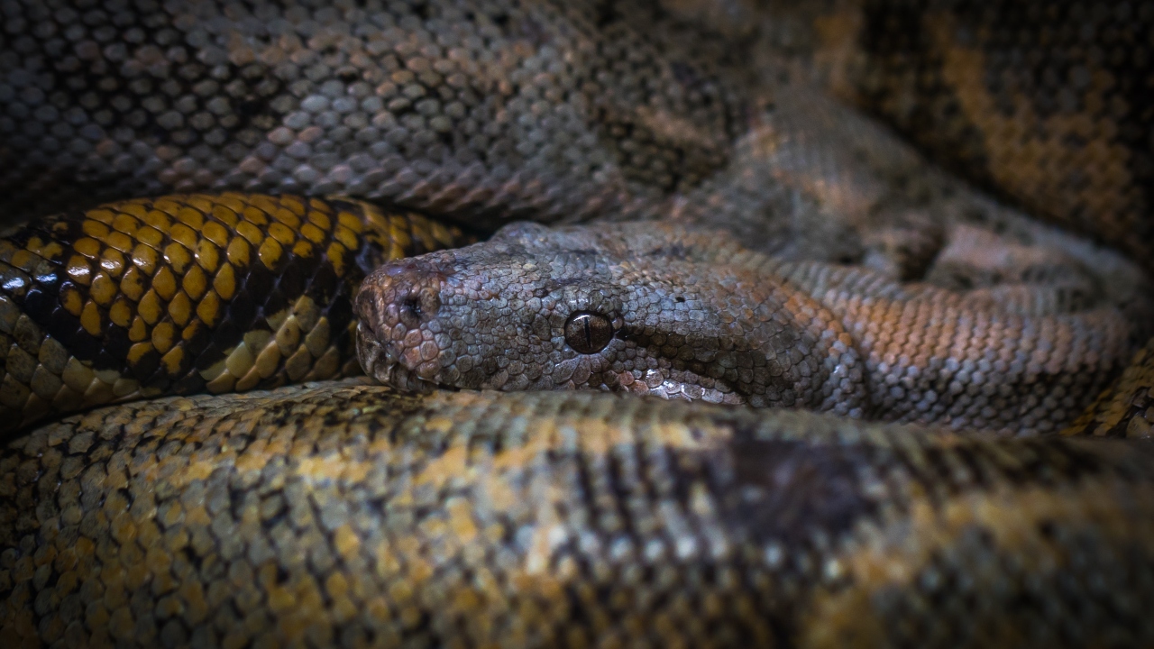 Ao viajar para funeral de irmão picado por cobra, na Índia, irmão morre pelo mesmo motivo