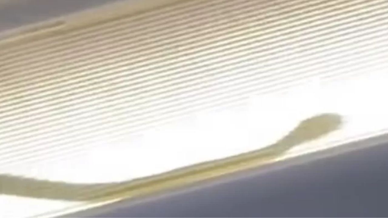 Cobra é flagrada dentro de avião na Malásia