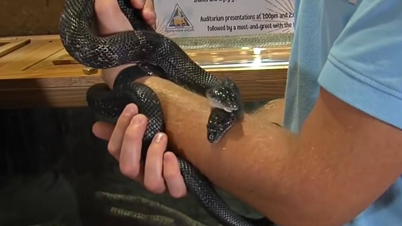 Instituto nos EUA comemora os 16 anos de uma cobra com duas cabeças