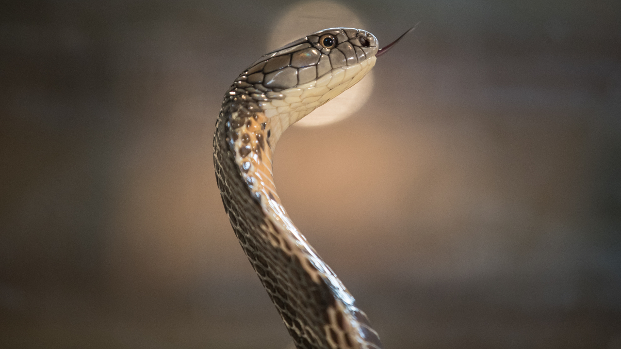 Cientistas brasileiros descobrem veneno de cobra que inibe em 75% a Covid-19