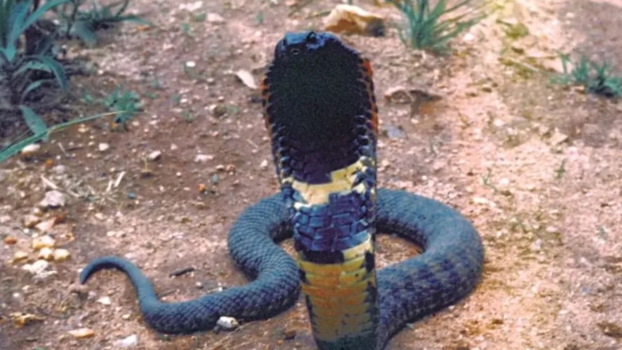 Espécie de serpente que acabou de ser descoberta pode já estar extinta; entenda!