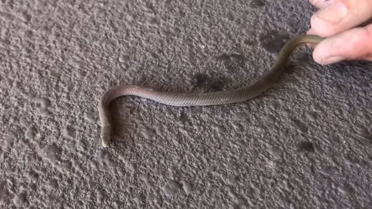 Austrália: Casal de férias suga espécie protegida de cobra com aspirador de pó