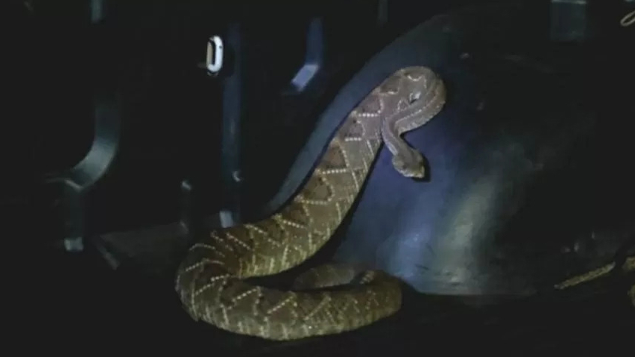 No Mato Grosso do Sul, cascavel é encontrada atrás da porta de residência