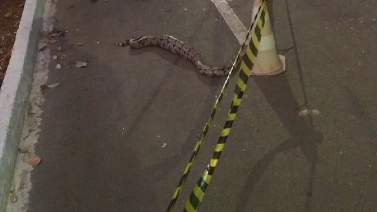 Parque precisa ter área fechada por 3h para que cobra termine de devorar uma iguana